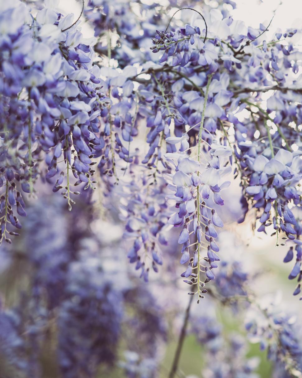 Free Image of Wisteria blooms decorate a spring garden with vibrant colors 