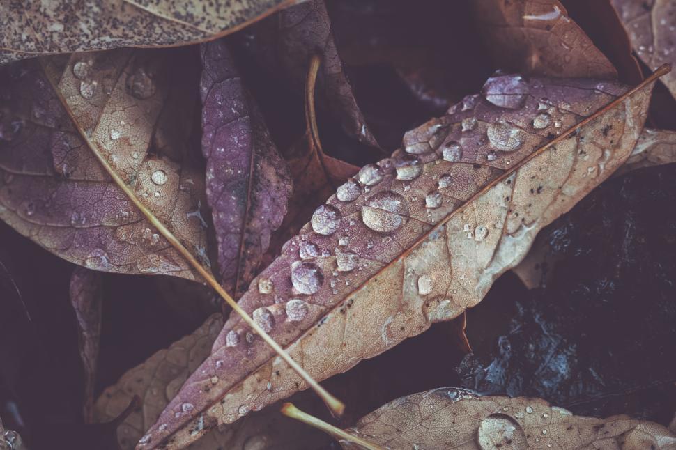 Free Image of Moisture on fallen leaves in a forest setting during autumn 
