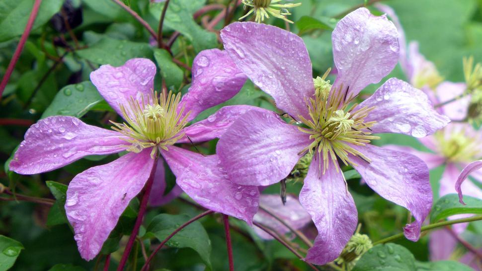 Free Image of Clematis Flowers After Shower 