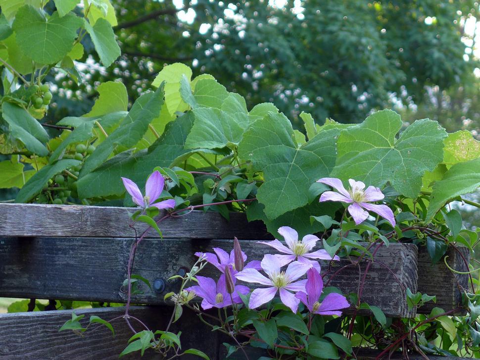 Free Image of Clematis Purple Flowers 