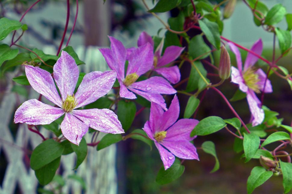 Free Image of Purple Clematis Flowers In Bloom 