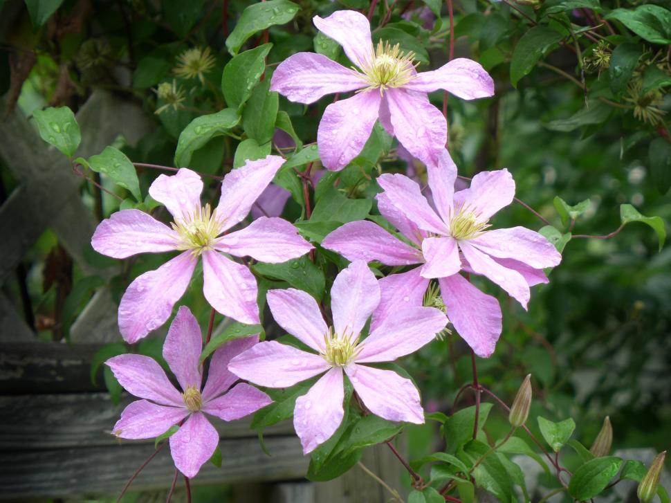 Free Image of Close-up Of Purple Clematis Flowers 