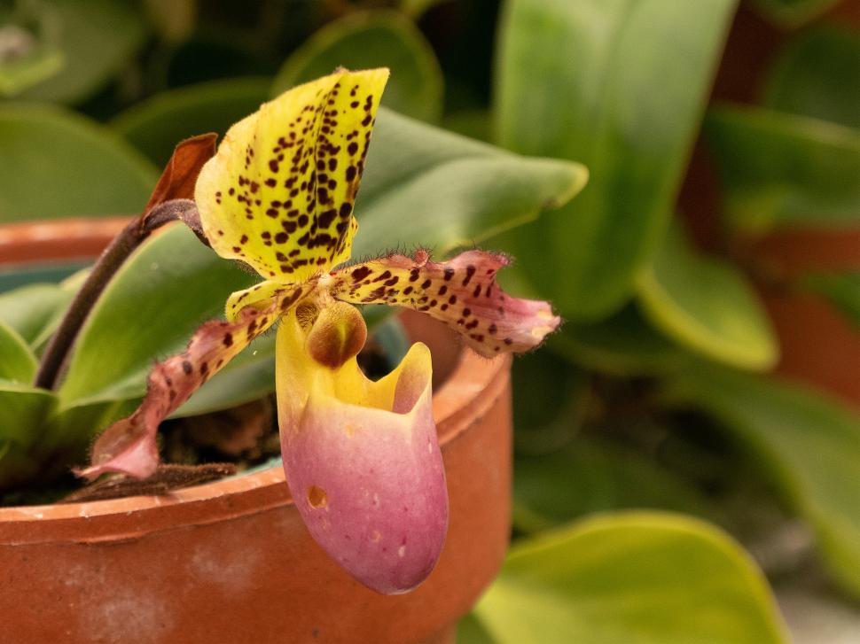 Free Image of Closeup Of A Paph. Diane Vicker Orchid Flower 