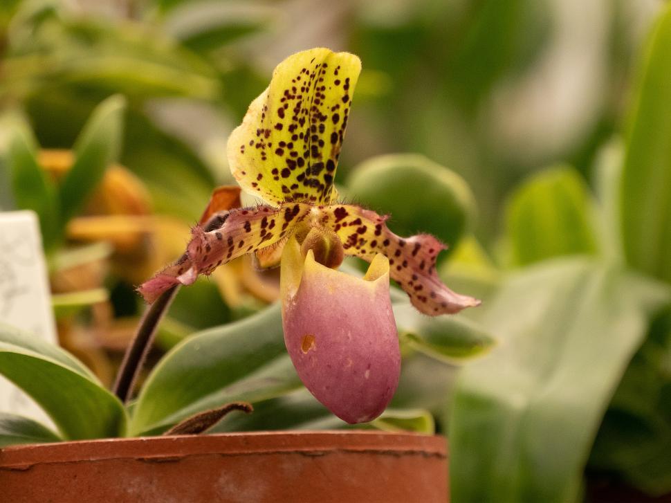 Free Image of Paph. Diane Vicker Lady s Slipper Orchid Flower 