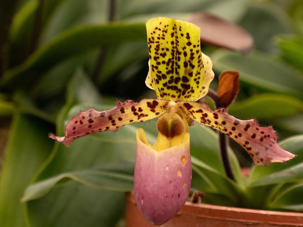 Free Image of Paphiopedilum Liemianum Orchid Bloom 