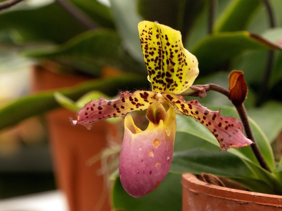 Free Image of Paphiopedilum Liemianum Orchid Flower 