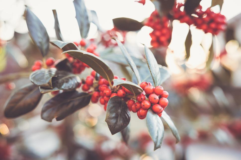 Free Image of Bright berries and glossy leaves on a winter plant 