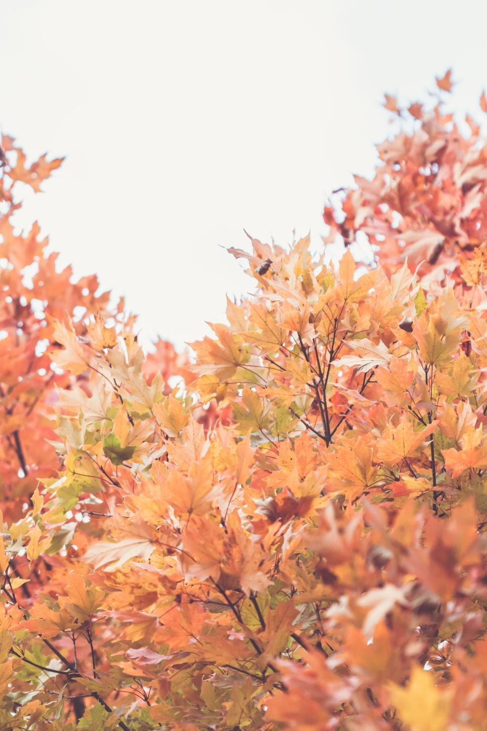 Free Image of Vibrant autumn leaves create a colorful canopy in nature 