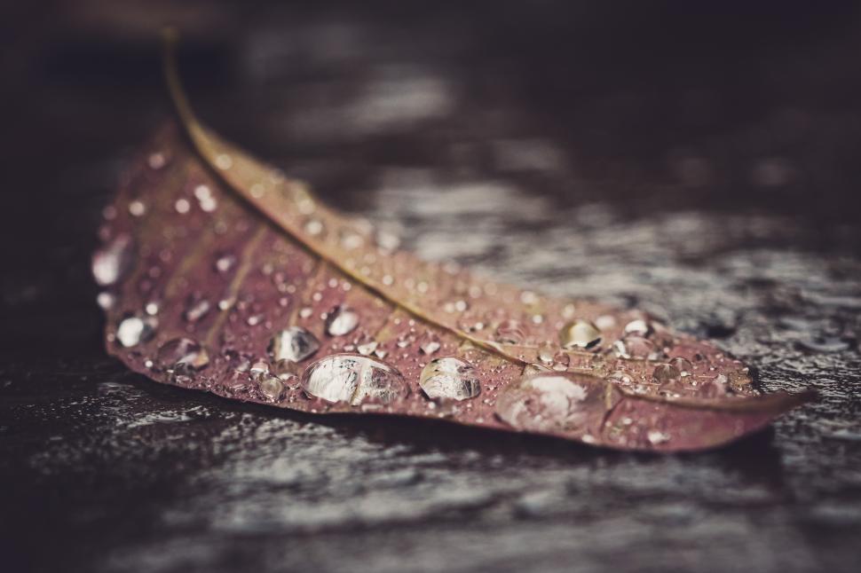 Free Image of Water droplets glisten on a fallen leaf in dark surroundings 