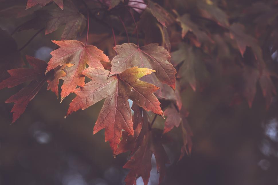 Free Image of Vibrant autumn leaves glimmering in soft sunlight during fall 