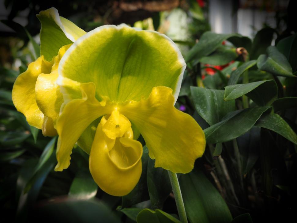 Free Image of Venus Sipper Orchid Flower 