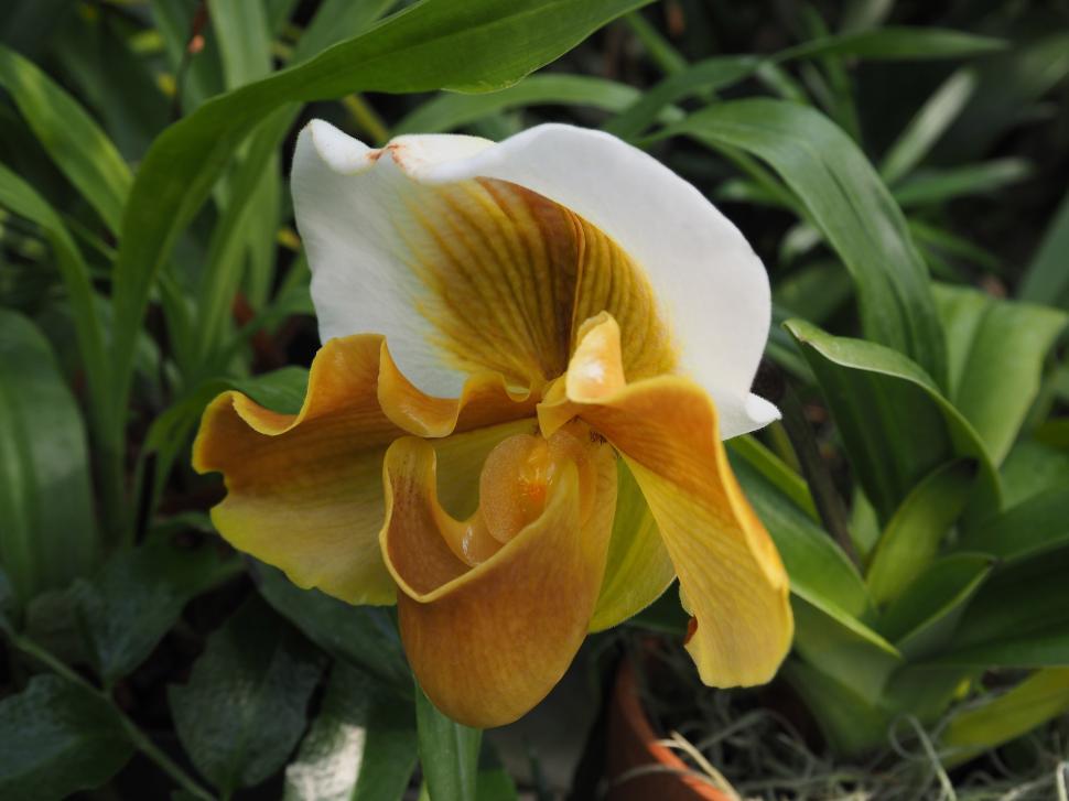 Free Image of Phragmipedium Orchid 