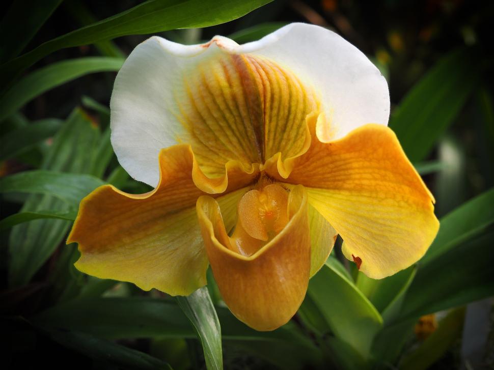 Free Image of Yellow And White Orchid Flower 