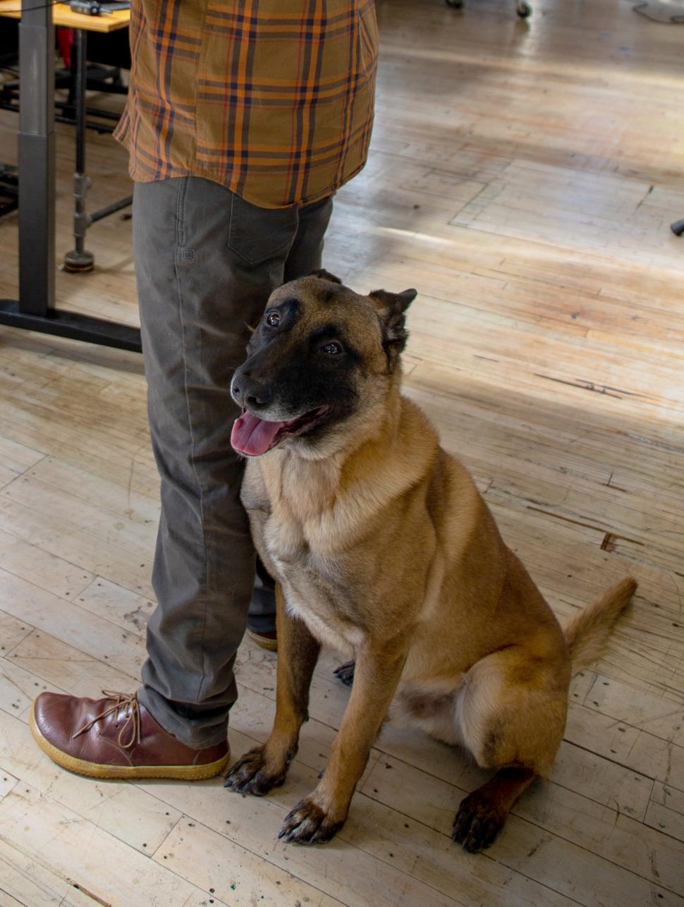Free Image of Dog patiently waits beside owner in a cozy workspace 