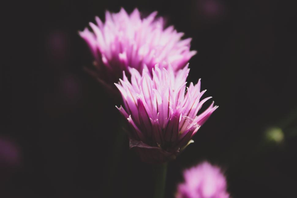 Free Image of Purple flowers blooming in a dark background 