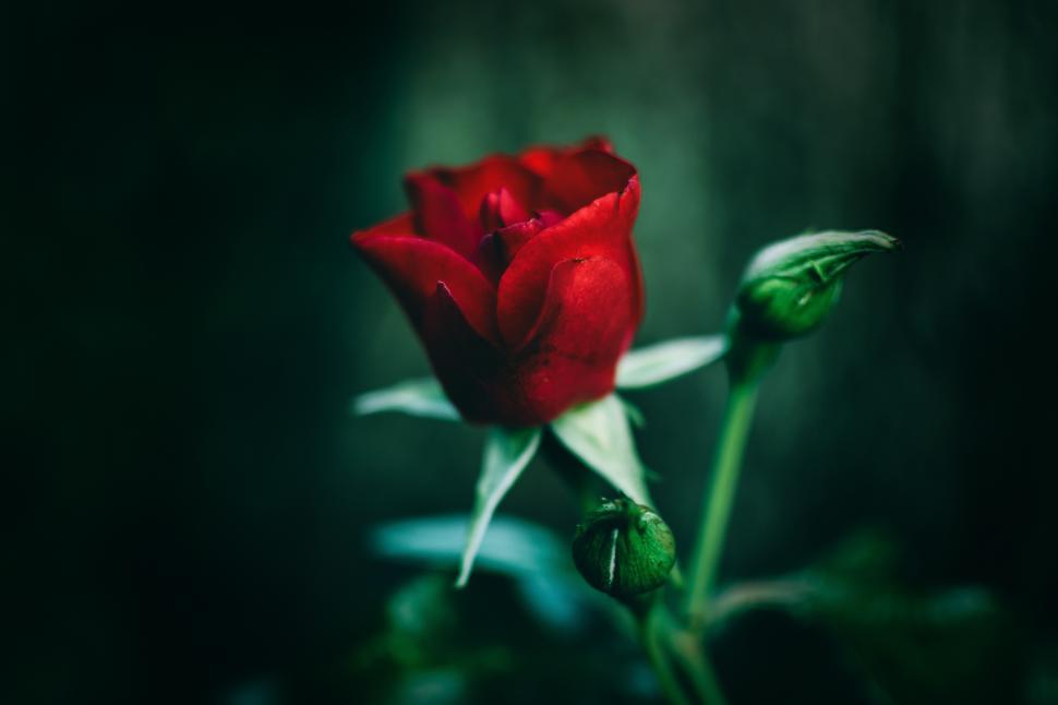 Free Image of Bright red rose blooms in garden at dusk 