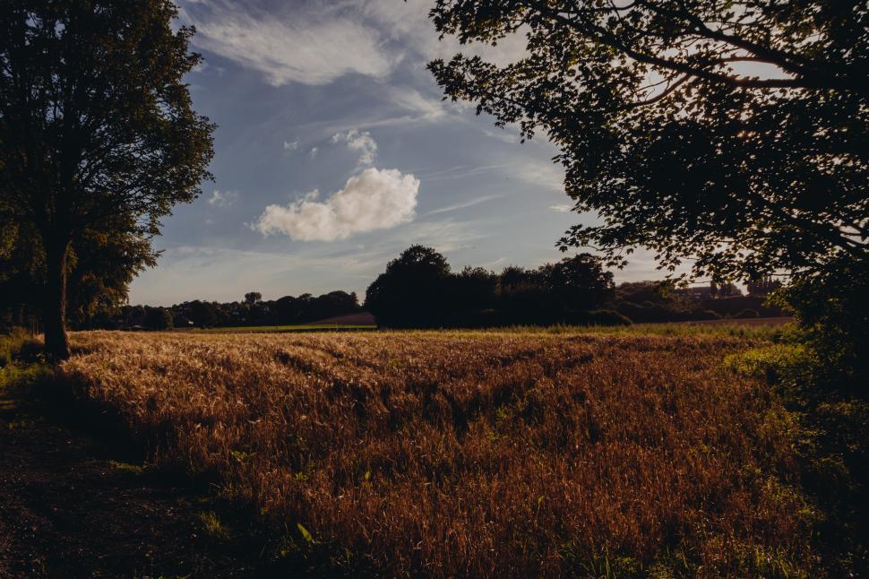 Free Image of Golden wheat field at sunset near a wooded area 
