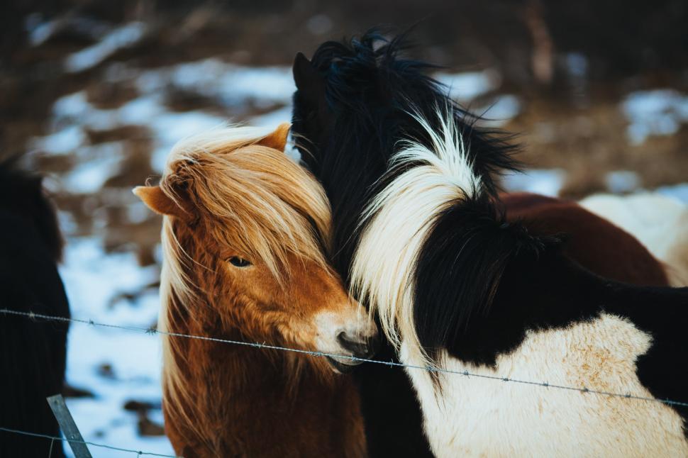 Free Image of Horses sharing a tender moment in snowy pasture 
