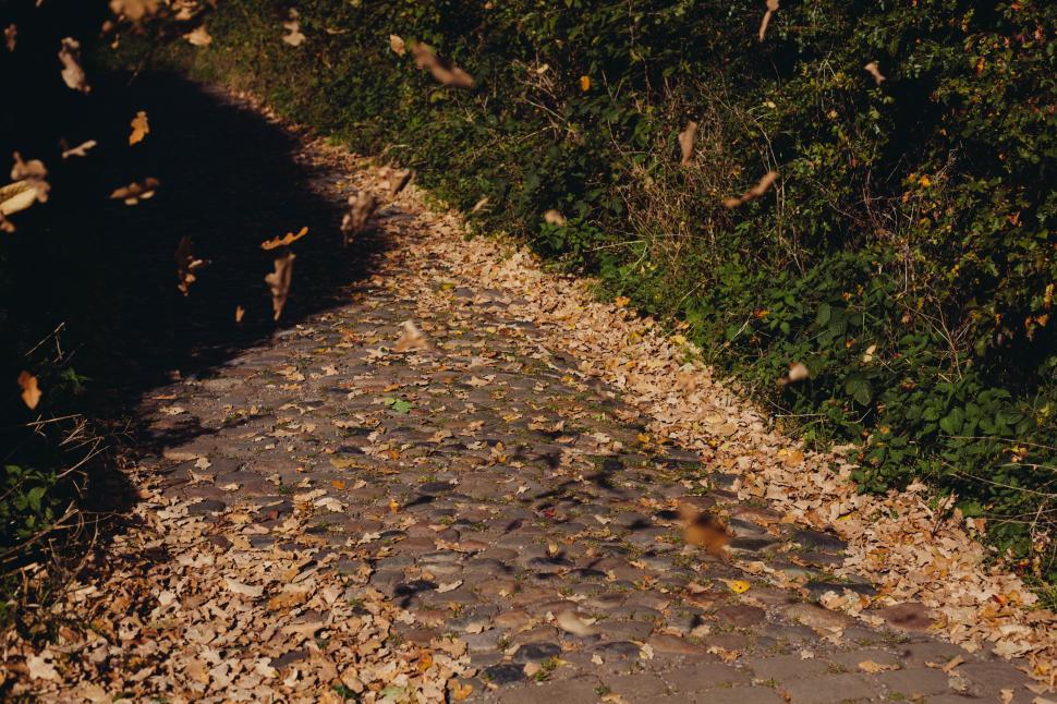 Free Image of Leaves swirl around a tranquil cobblestone path 