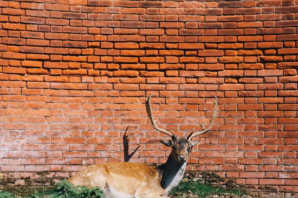 Free Image of Deer resting against a brick wall in a sunny setting 
