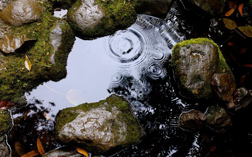Free Image of Raindrops fall on a calm pond, causing circular ripples 