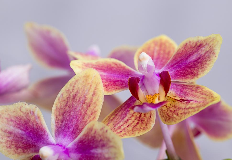 Free Image of Beautiful orchids blooming in vibrant colors 