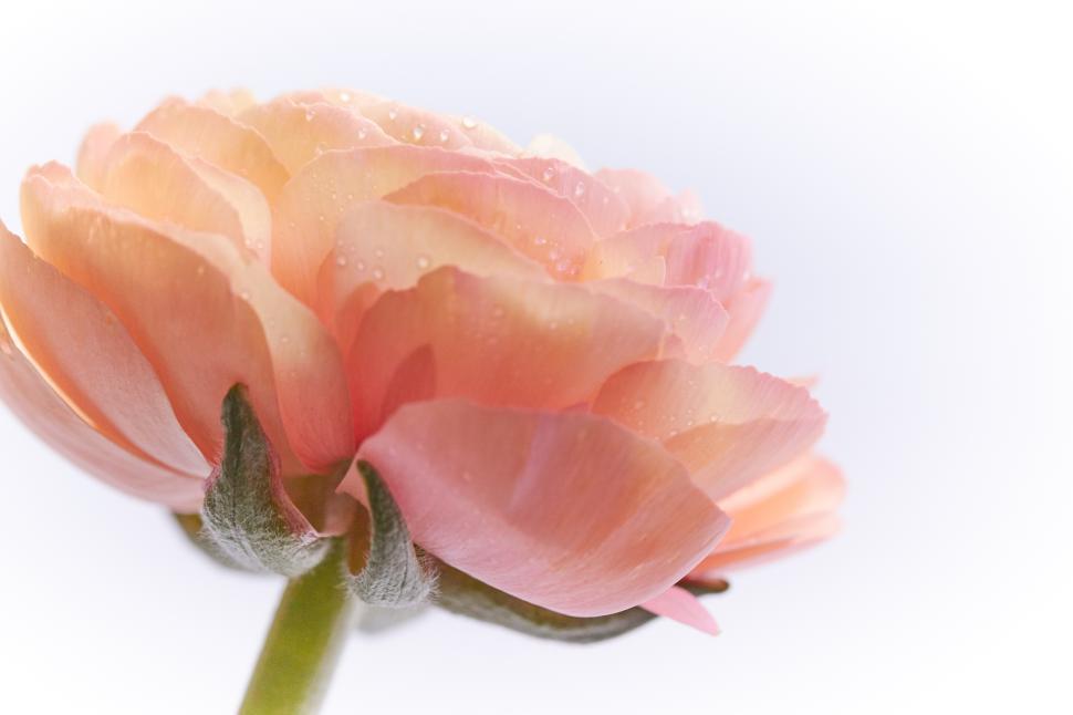 Free Image of Blooming rose captures morning dew in soft light 