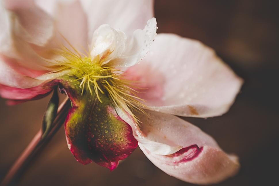 Free Image of Close-up view of a blooming flower with gentle colors 