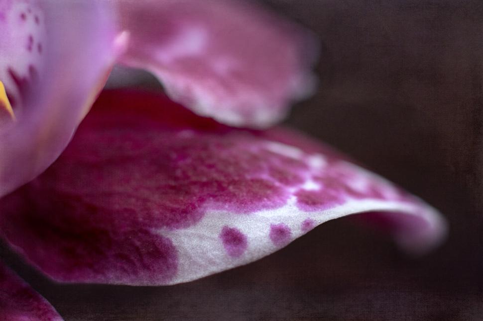 Free Image of Close-up view of a vibrant orchid petal at sunset 