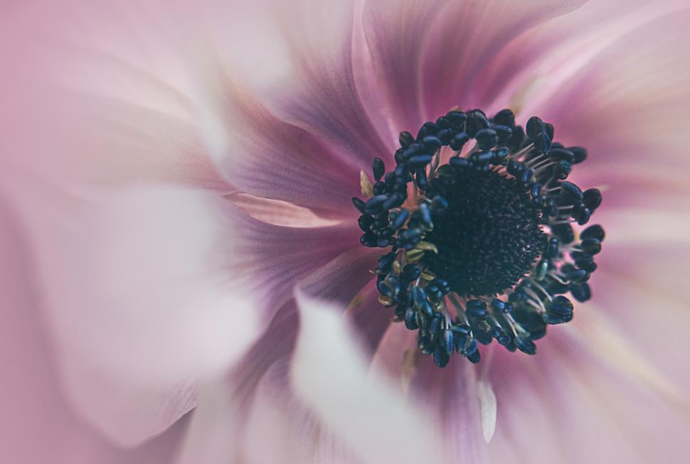 Free Image of Beautiful close-up of a blooming anemone flower 