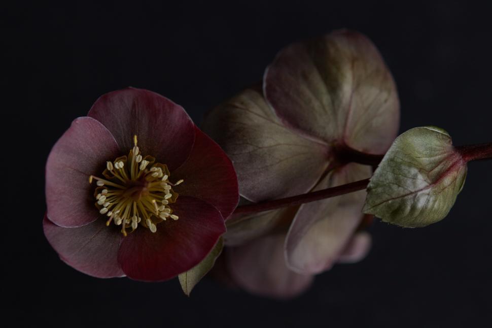 Free Image of Beautiful flower blooms in dark background setting 