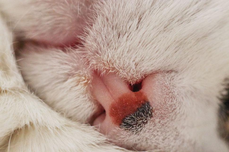 Free Image of Close-up of a cat s nose and whiskers in soft light 
