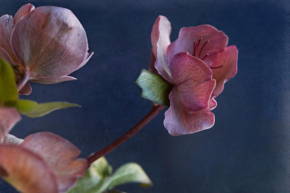 Free Image of Blossoming pink flowers against a dark background 