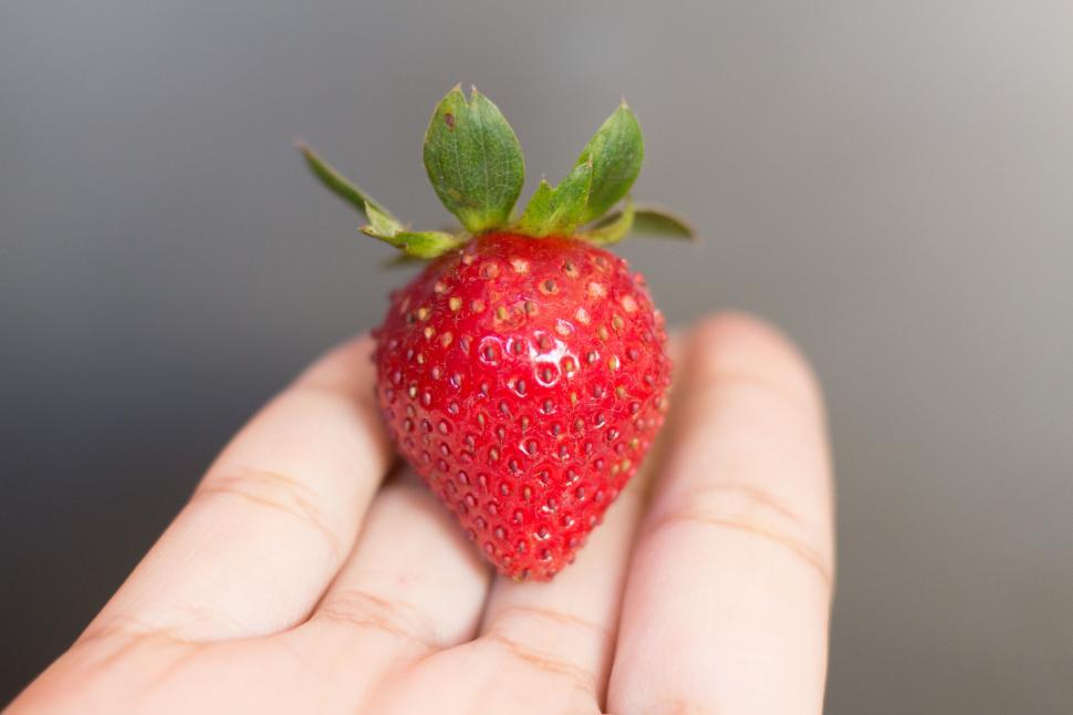 Free Image of Fresh strawberry held in hand close-up revealing texture and details 