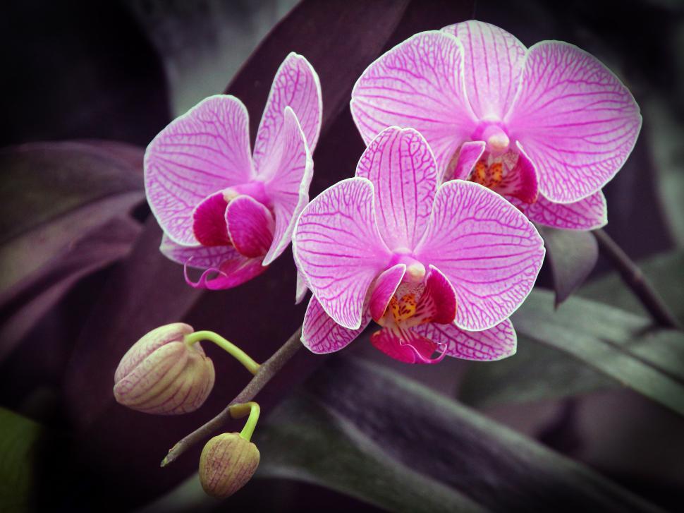 Free Image of Pink Flowers Of Moth Orchid 