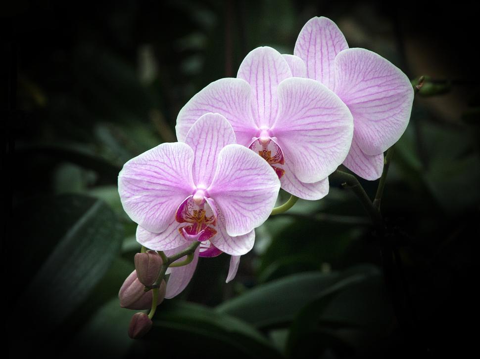 Free Image of Pink Moth Orchid Flowers 