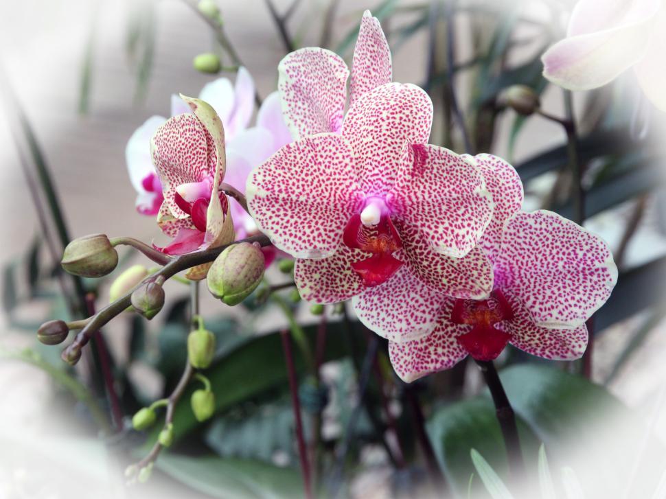 Free Image of Flowers And Buds Of Moth Orchid 