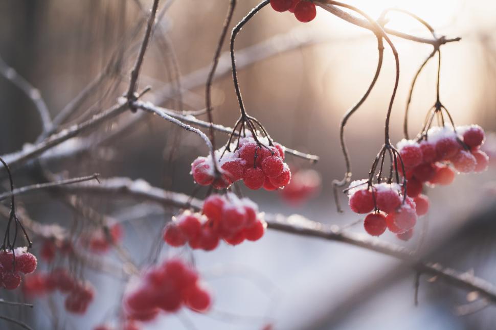 Free Image of Snow-covered berries hang on branches in winter sunlight 