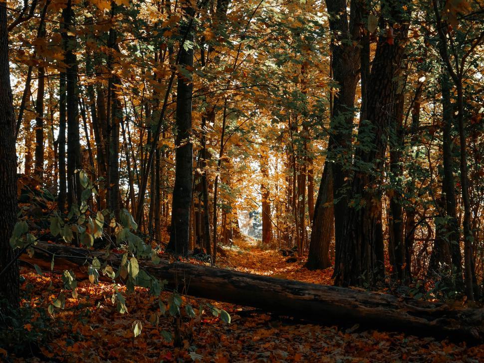 Free Image of Autumn forest path with golden leaves and sunlight 