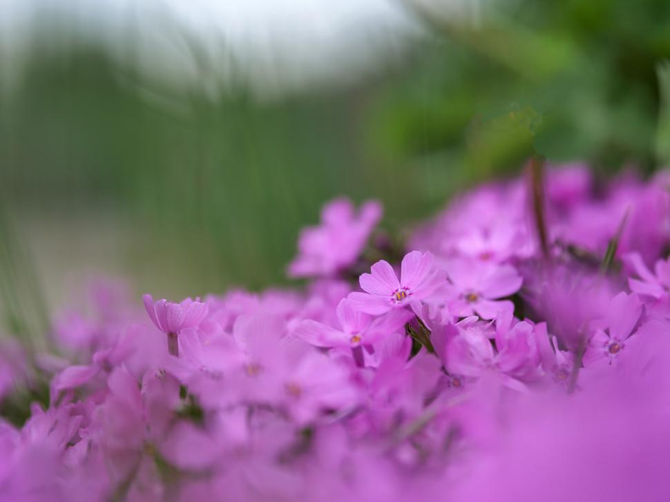 Free Image of Vibrant pink flowers blooming in a lush green garden during springtime 