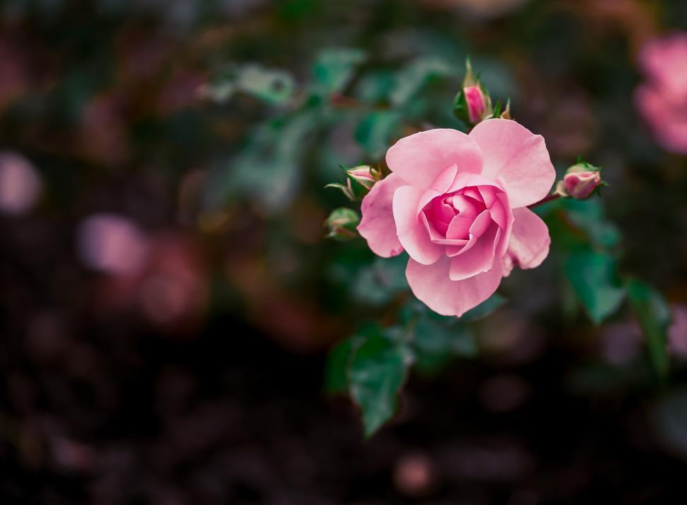 Free Image of Pink rose blooming with buds in a garden 