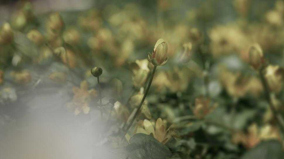 Free Image of Blooming wildflowers in a sunlit meadow during spring 