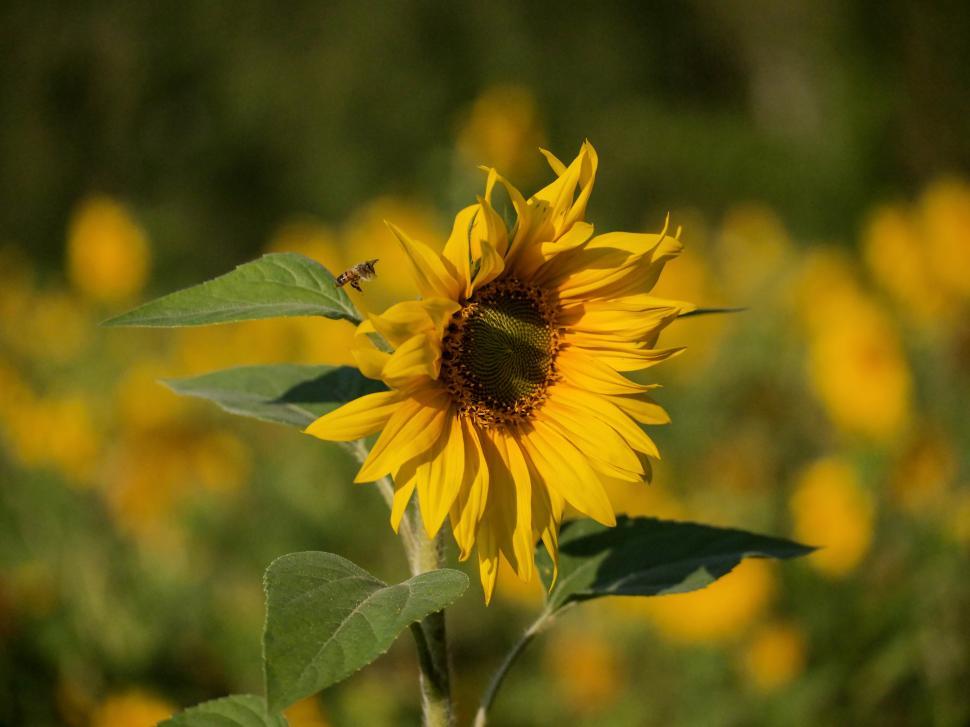 Free Image of Sunflower in bloom surrounded by vibrant field 