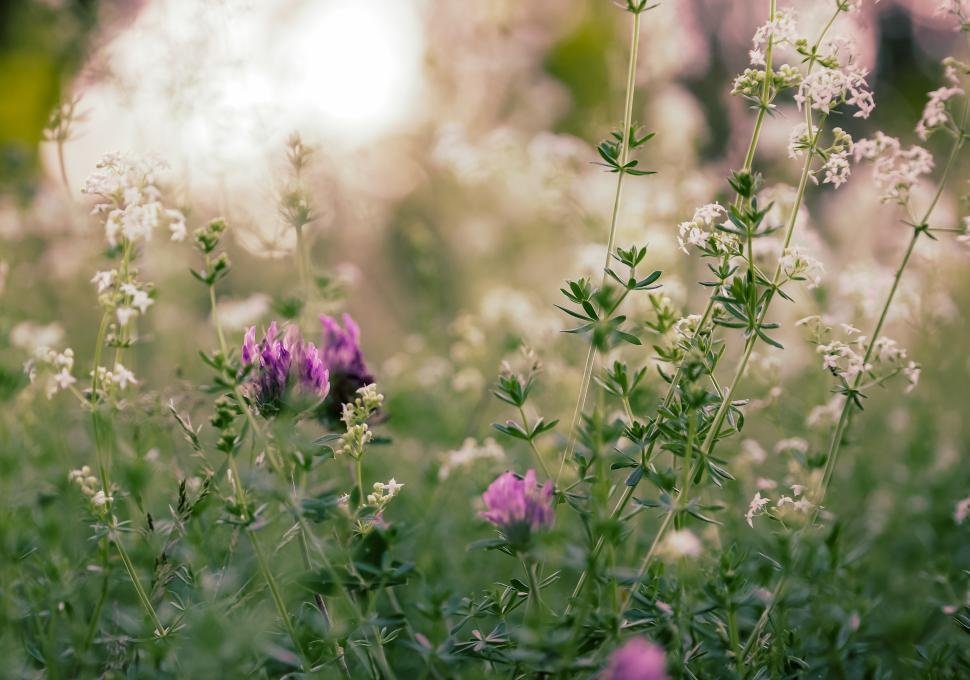 Free Image of Colorful wildflowers bloom in a sunlit field during spring 