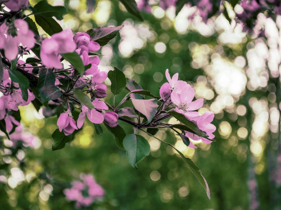 Free Image of Blooming pink flowers in a lush green forest 