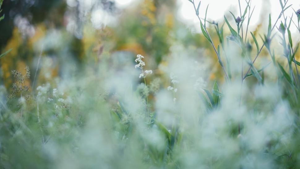 Free Image of Soft focus on wildflowers in a sunny meadow 