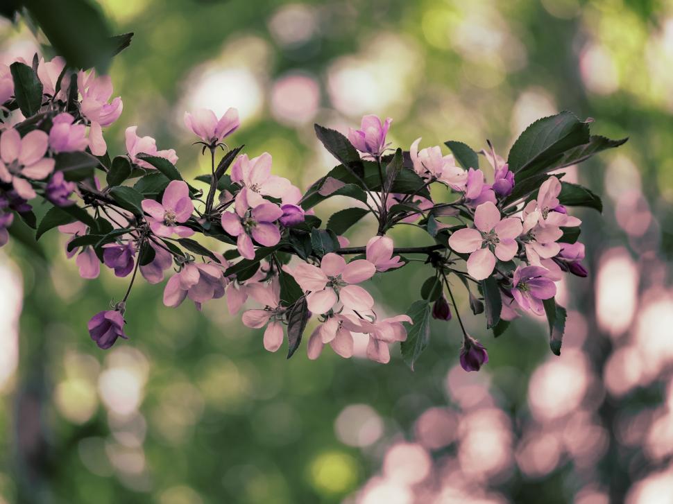 Free Image of Blossoming pink flowers in a sunny spring garden 
