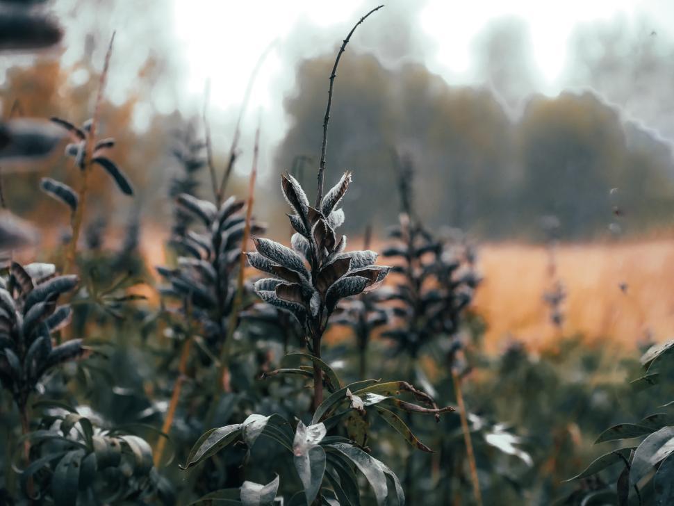 Free Image of Lush green plants in autumn setting near a field 
