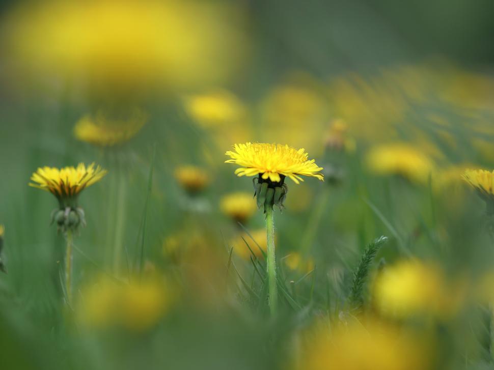 Free Image of Vibrant yellow dandelions blooming in a lush green meadow during springtime 