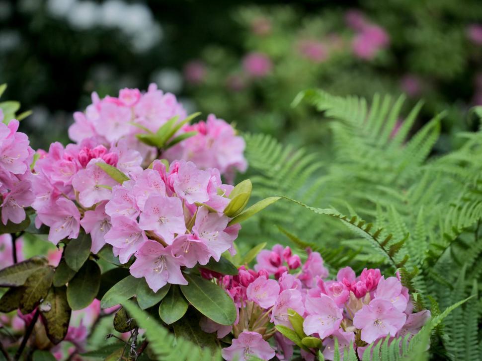 Free Image of Pink flowers bloom surrounded by lush green ferns 